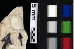 Foto (Detailansicht) von Pithonoton sp. (NHMW-GEO-1990-0041-0017)